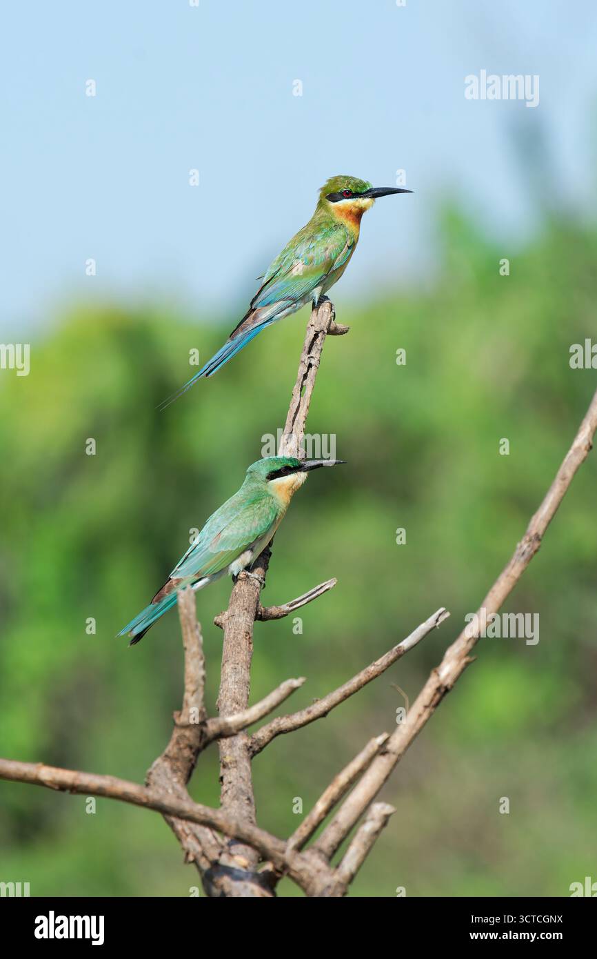 Mangeur d'abeilles à queue bleue (adulte et juvénile) sur la plage de Kumara à Chennai, Tamil Nadu, Inde Banque D'Images