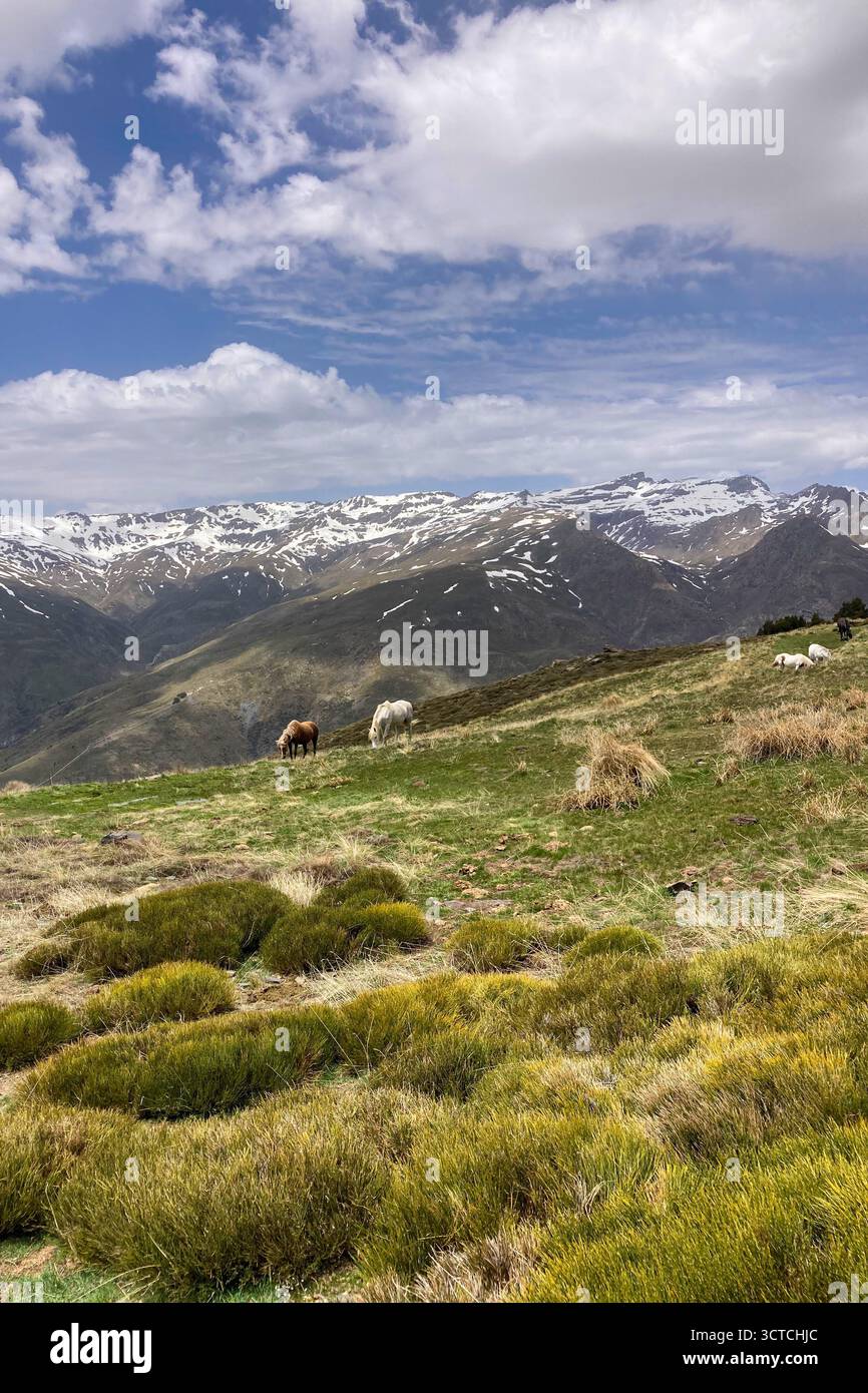 Sentier de randonnée au pic Mulhacen au printemps dans le parc national de la Sierra Nevada, Espagne Banque D'Images