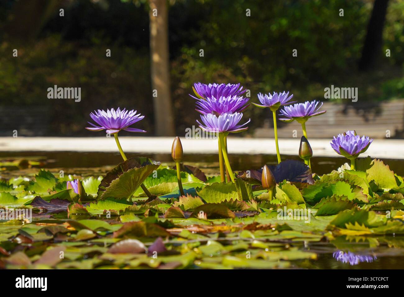 Lotus bleu (Nymphaea nouchali), lotus égyptien, nénuphar bleu, nénuphar bleu sacré. Dans un étang d'un parc public, Espagne. Banque D'Images