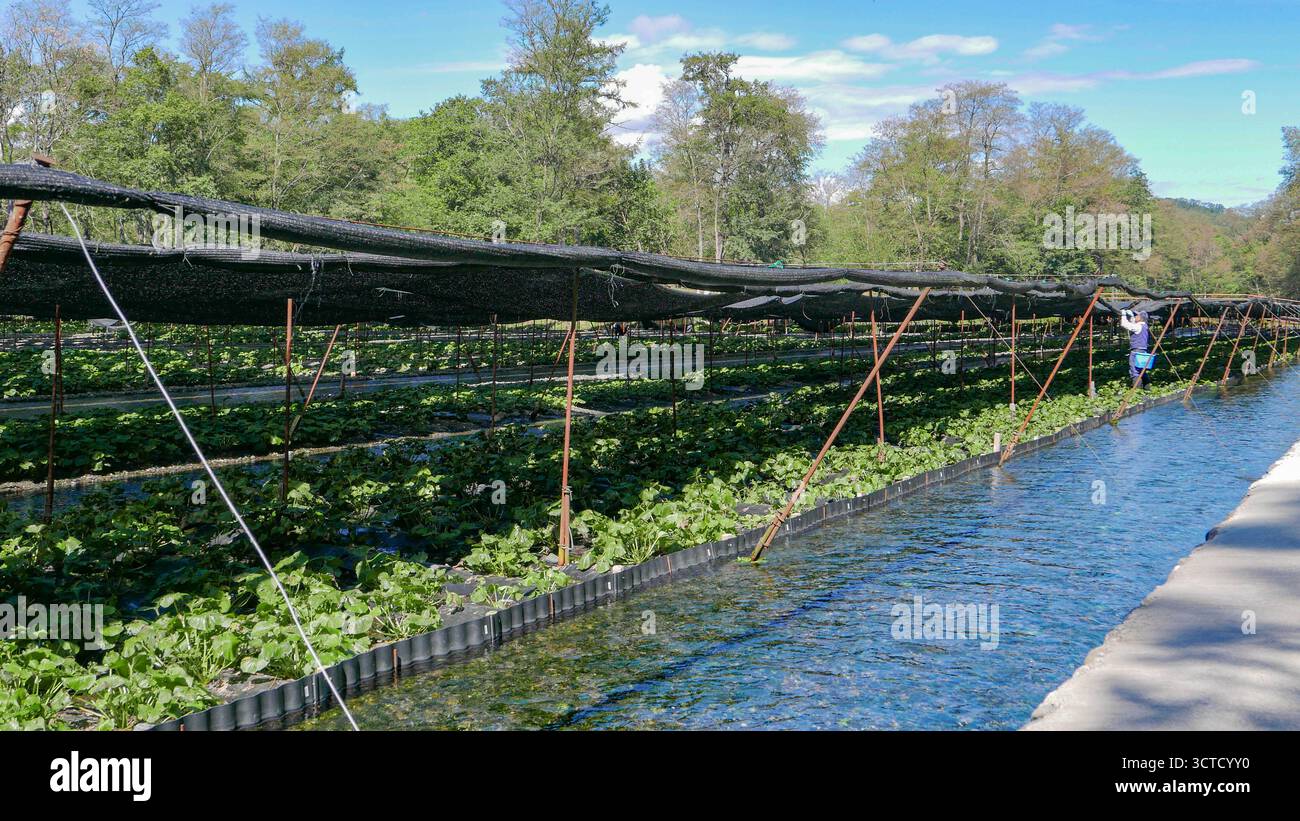 Japon, Préfecture de Nagano : Honshu. La plus grande des quatre îles principales du Japon : au cœur des Alpes japonaises, la ferme Daio Wasabi à Azumino. In operati Banque D'Images