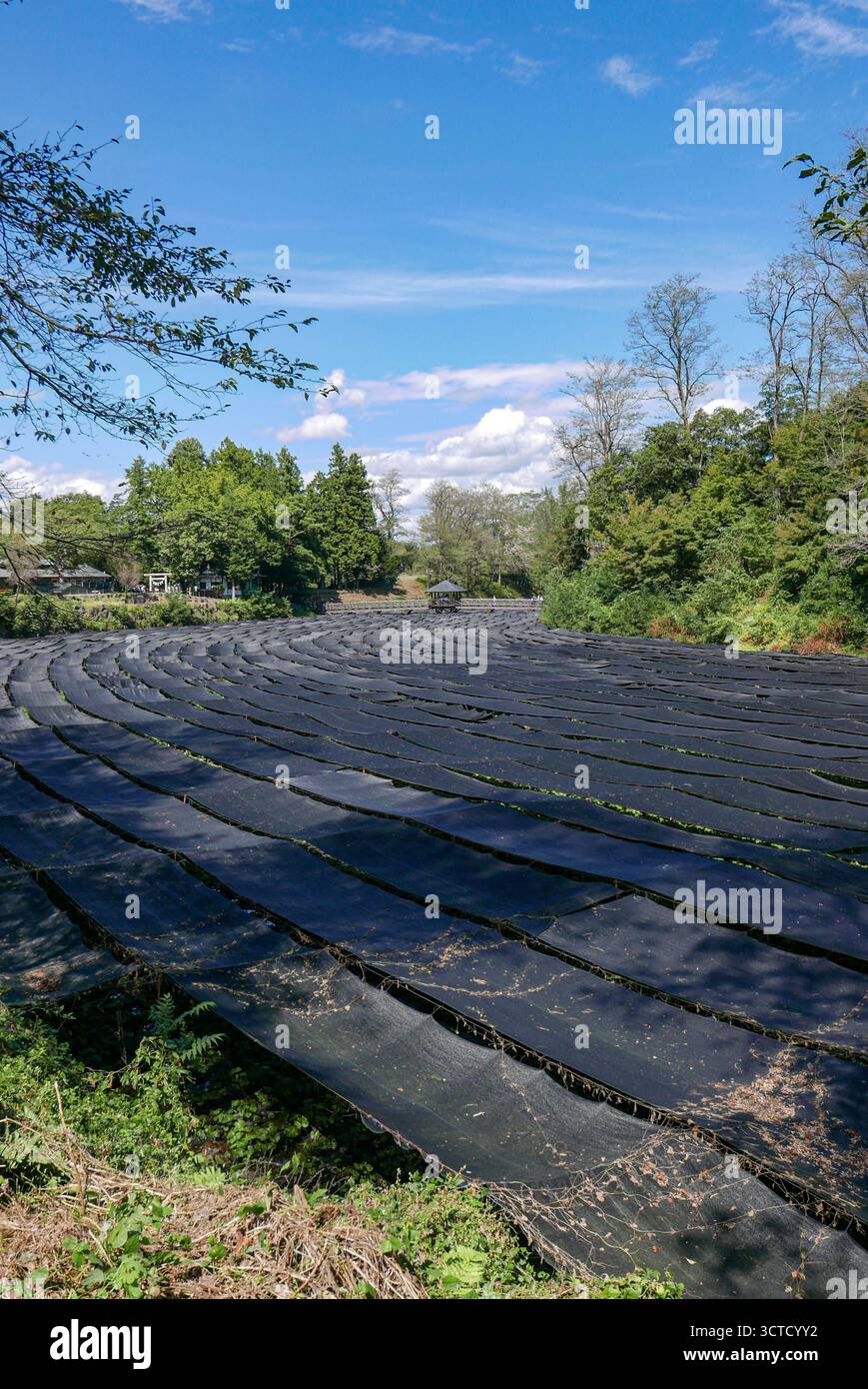 Japon, Préfecture de Nagano : Honshu. La plus grande des quatre îles principales du Japon : au cœur des Alpes japonaises, la ferme Daio Wasabi à Azumino. In operati Banque D'Images