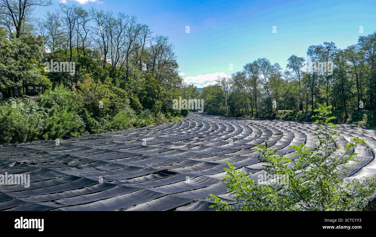 Japon, Préfecture de Nagano : Honshu. La plus grande des quatre îles principales du Japon : au cœur des Alpes japonaises, la ferme Daio Wasabi à Azumino. In operati Banque D'Images