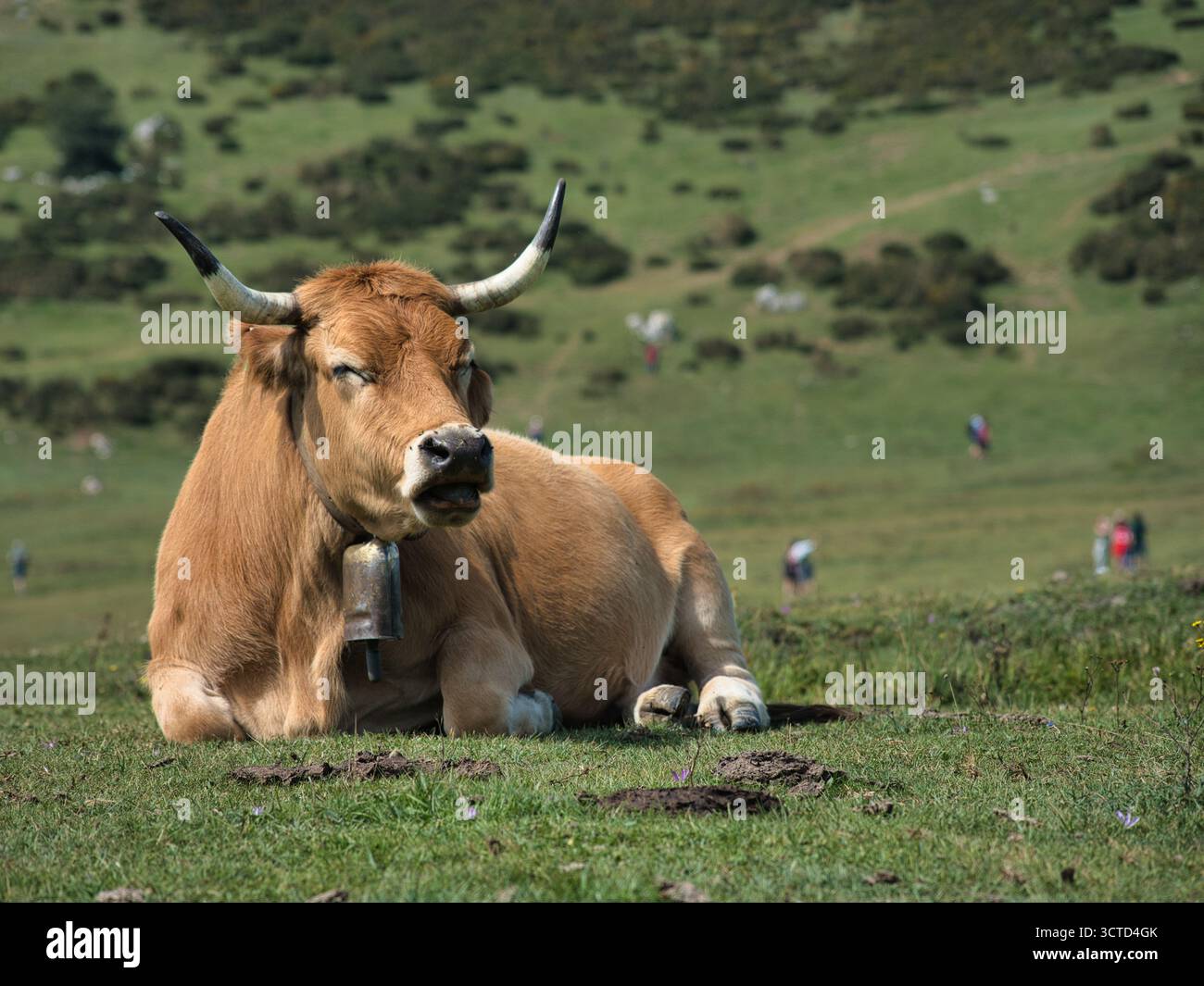 Portrait d'une vache brun clair avec des cornes et une cloche reposant dans un champ herbeux - grande race de bétail ibérique se relaxant paisiblement sur un pas de montagne ensoleillé Banque D'Images