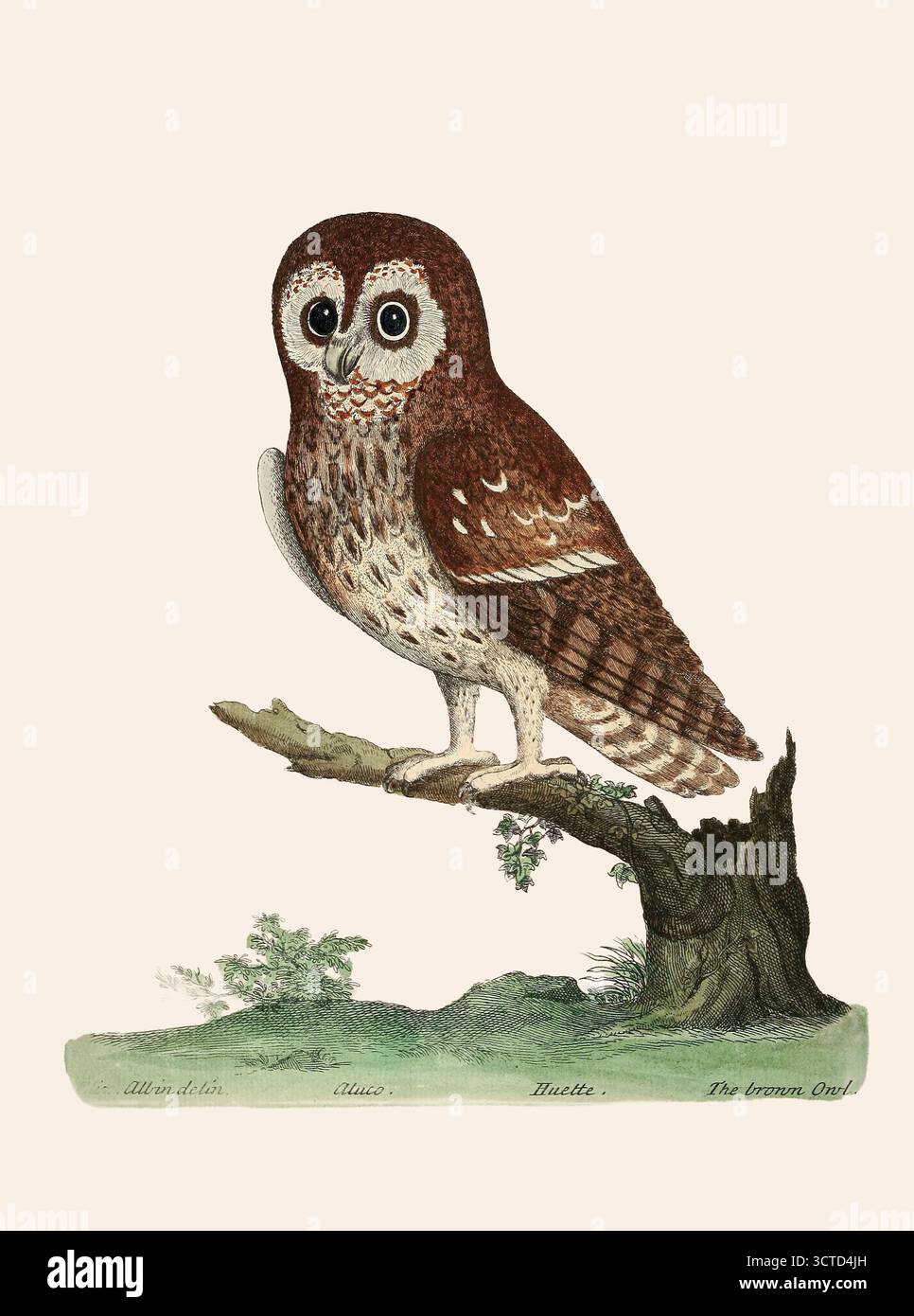 Chouette brune. Strix. Extrait de 'Une histoire naturelle des oiseaux : illustré de cent et une plaques de cuivre, curieusement gravées de la vie' par Albin, Eleazar, actif 1713-1759, auteur, illustrateur, coloriste, éditeur publié en 1731 Banque D'Images