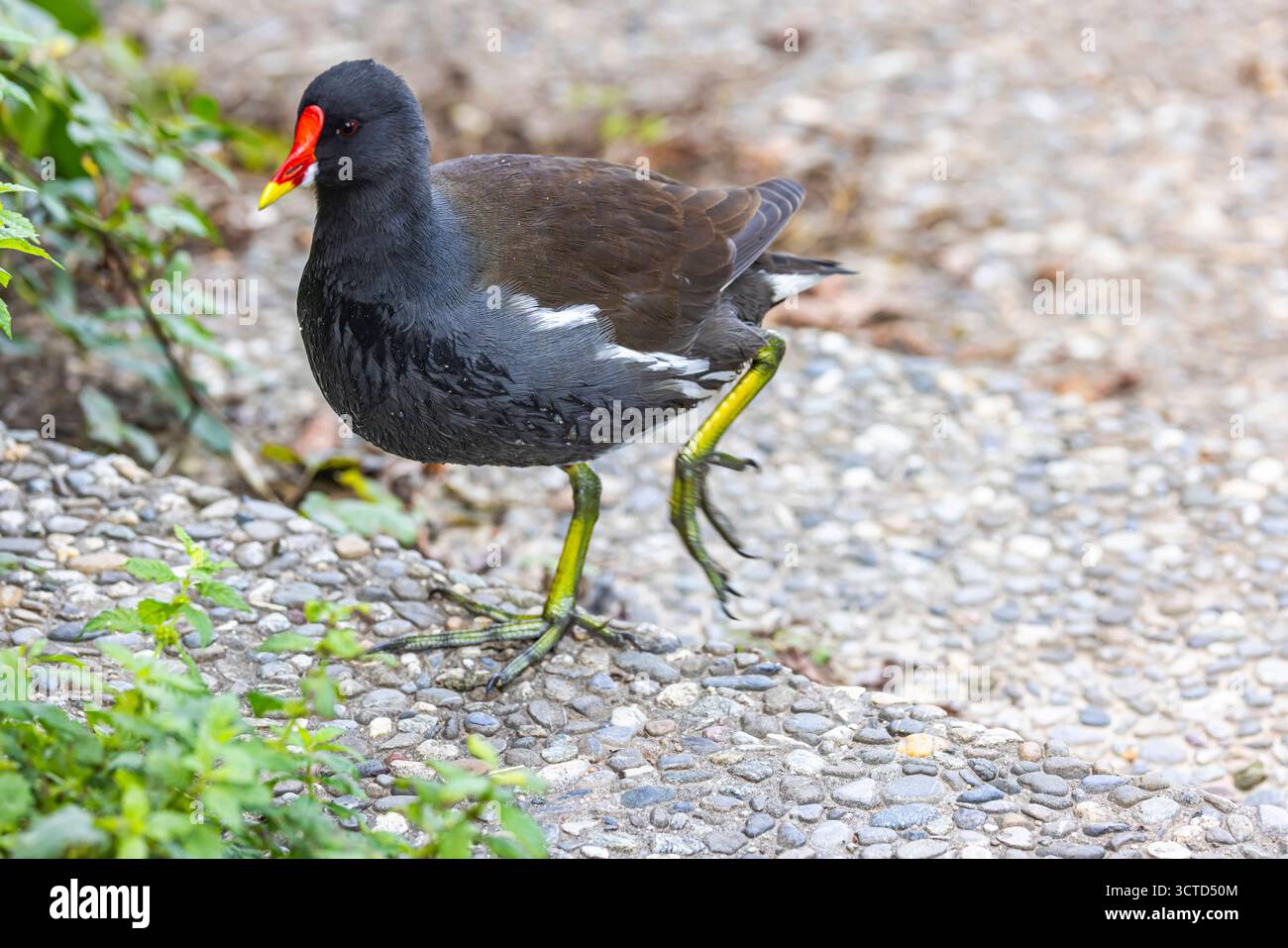 Neubaustrecke der Bahn von Wendlingen nach Ulm. Streckenabschnitt BEI Kirchheim unter Teck mit ICE und Zug der Westbahn. // 02.10.2025. Kirchheim unter Teck, Bade-Württemberg, Deutschland *** Nouvelle ligne de chemin de fer de Wendlingen à Ulm près de Kirchheim unter Teck avec ICE et train Westbahn 02 10 2025 Kirchheim unter Teck, Bade-Württemberg, Allemagne Banque D'Images