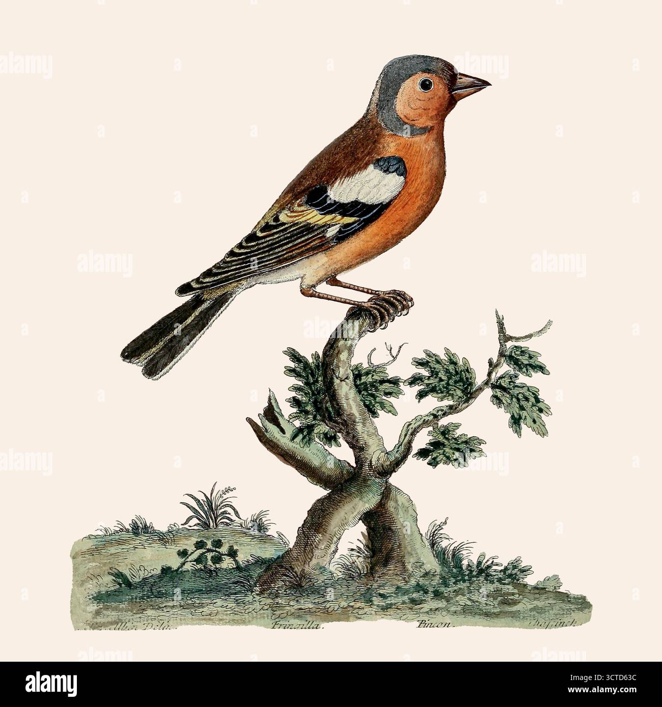 Le Chaffinch eurasien mâle, le Chaffinch commun, ou simplement le Chaffinch (Fringilla coelebs) est un petit oiseau passereau commun et répandu dans la famille des finch. Extrait de 'Une histoire naturelle des oiseaux : illustré de cent et une plaques de cuivre, curieusement gravées de la vie' par Albin, Eleazar, actif 1713-1759, auteur, illustrateur, coloriste, éditeur publié en 1731 Banque D'Images
