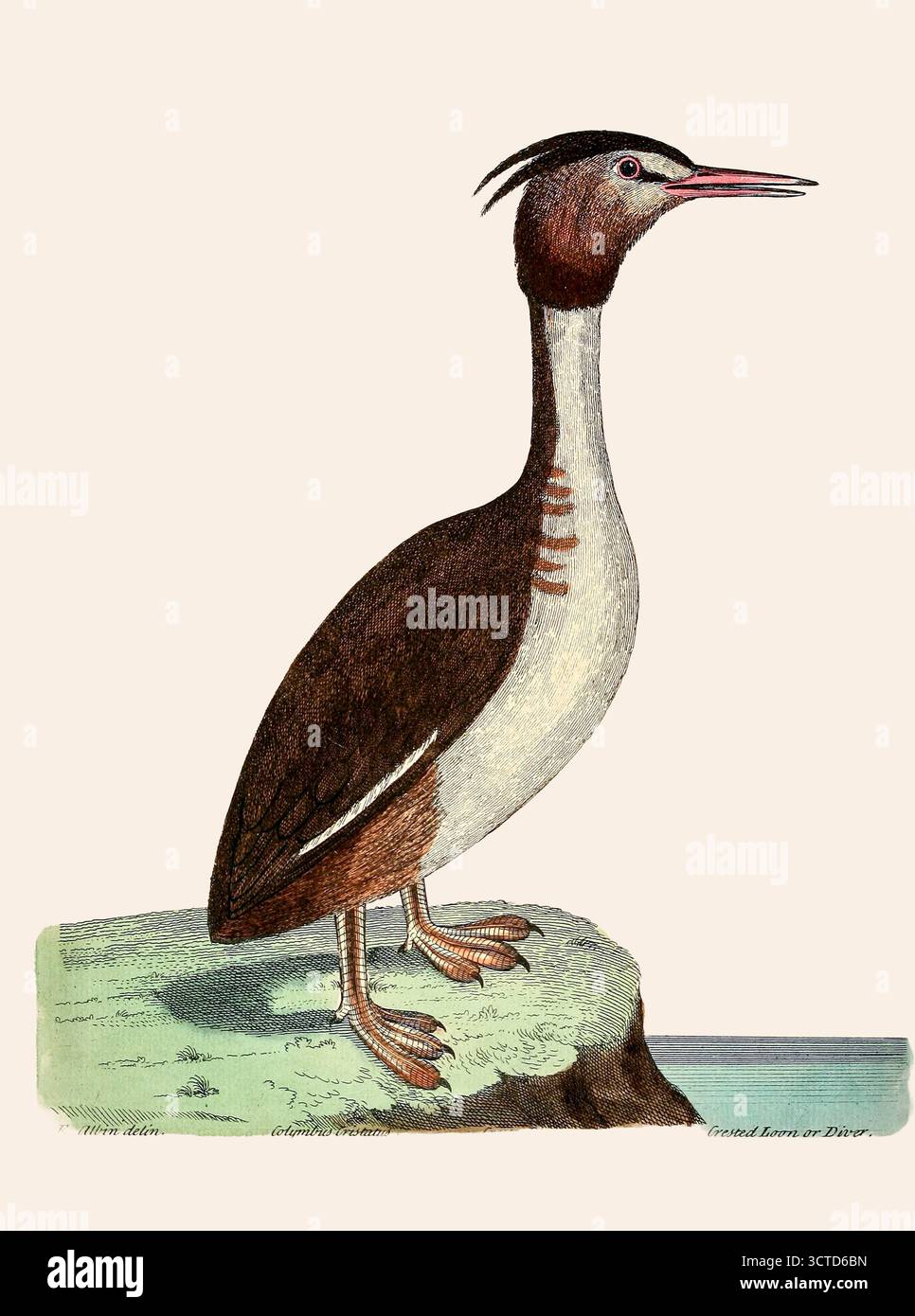 Le grand grebe à crête (Podiceps cristatus) est un membre de la famille des grebe des oiseaux aquatiques. L'oiseau se caractérise par son aspect distinctif, avec un plumage noir, brun orange et blanc saisissant, et un spectacle de cour élaboré qui implique des danses et des spectacles synchronisés. Ici comme Crested Loon ou Diver. Colymbus cristatus. Extrait de 'Une histoire naturelle des oiseaux : illustré de cent et une plaques de cuivre, curieusement gravées de la vie' par Albin, Eleazar, actif 1713-1759, auteur, illustrateur, coloriste, éditeur publié en 1731 Banque D'Images