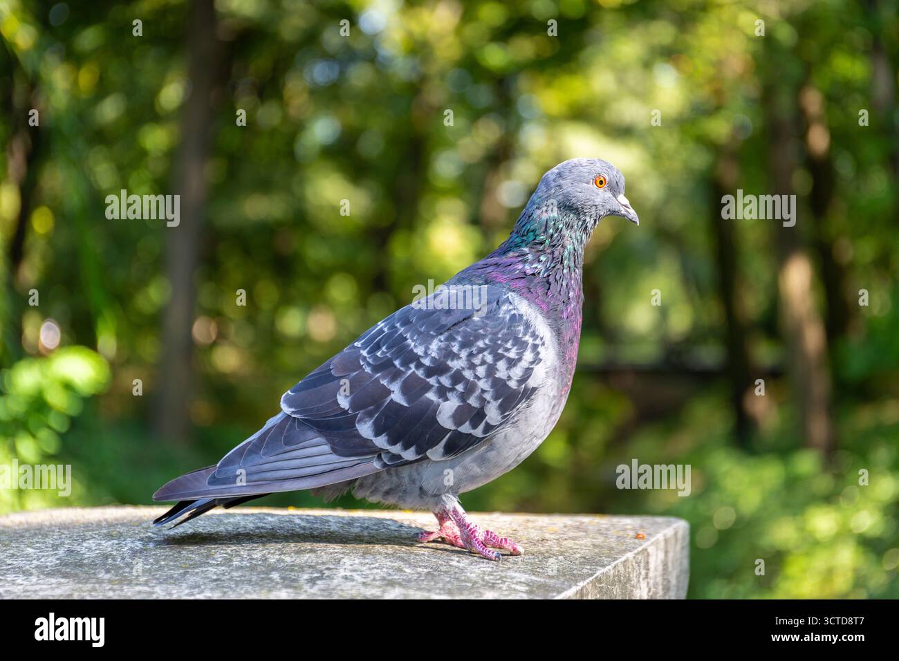 Pigeon commun (Columba Livia), oiseau aux plumes violettes brillantes, vertes et grises assis sur une colonne de béton dans le parc des bains royaux de Varsovie, en Pologne. Banque D'Images