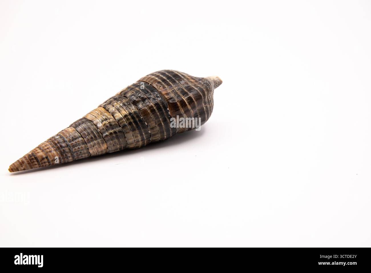 Coquillage en spirale d'un escargot télescopique, peut-être Turritella ou Terebralia palustris, affiché sur fond blanc. Banque D'Images