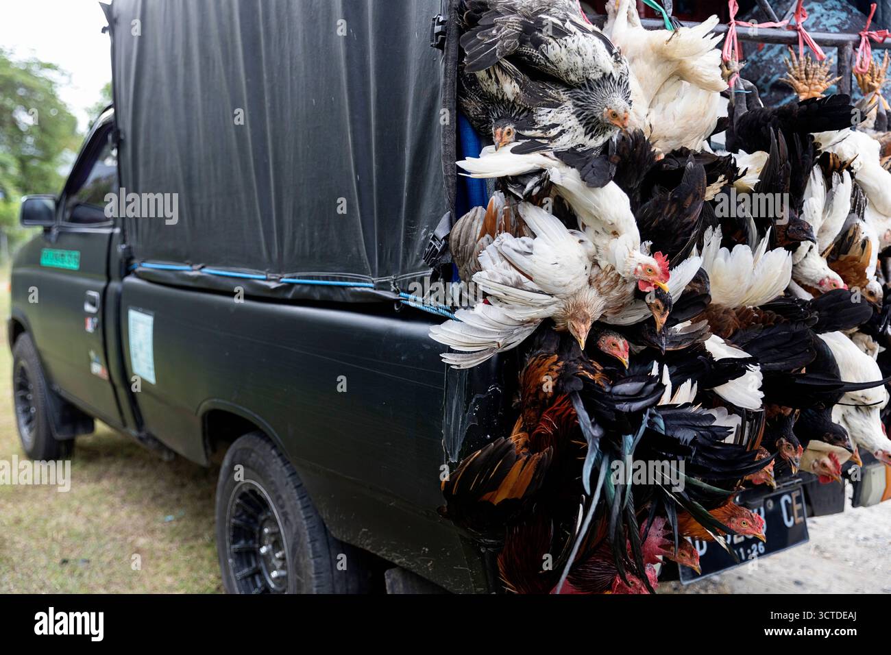Camion transportant du poulet vivant retourné et attaché par les pieds pour la vente, île de Sumba, Indonésie Banque D'Images