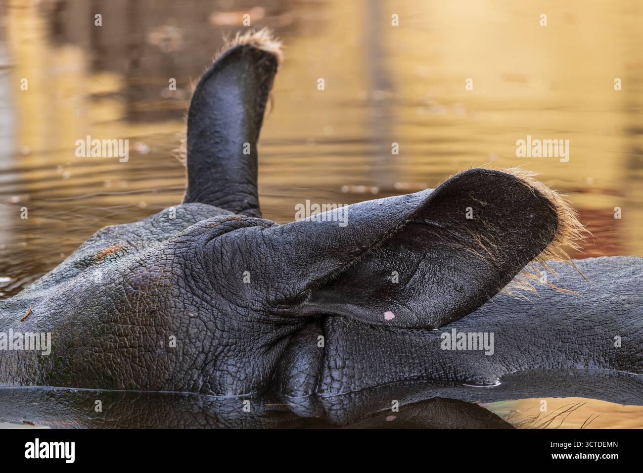 Épis de rhinocéros indiens (Rhinoceros unicornis) dans l'eau, animal de la famille des Rhinocerotidae, région indigène : sous-continent indien. Banque D'Images