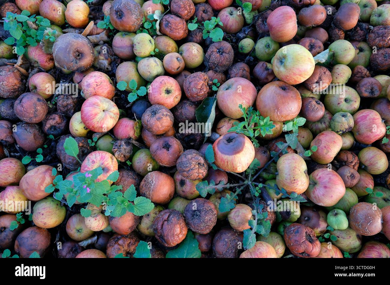 pommes windfall dans un verger de jardin anglais, norfolk, angleterre Banque D'Images