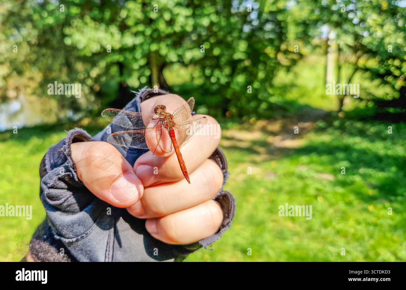 Femelle Sympetrum libellule avec des ailes dorées sur la main de l'homme dans le gant de cyclisme. L'homme tient une libellule blessée sur sa main dans la nature. Banque D'Images