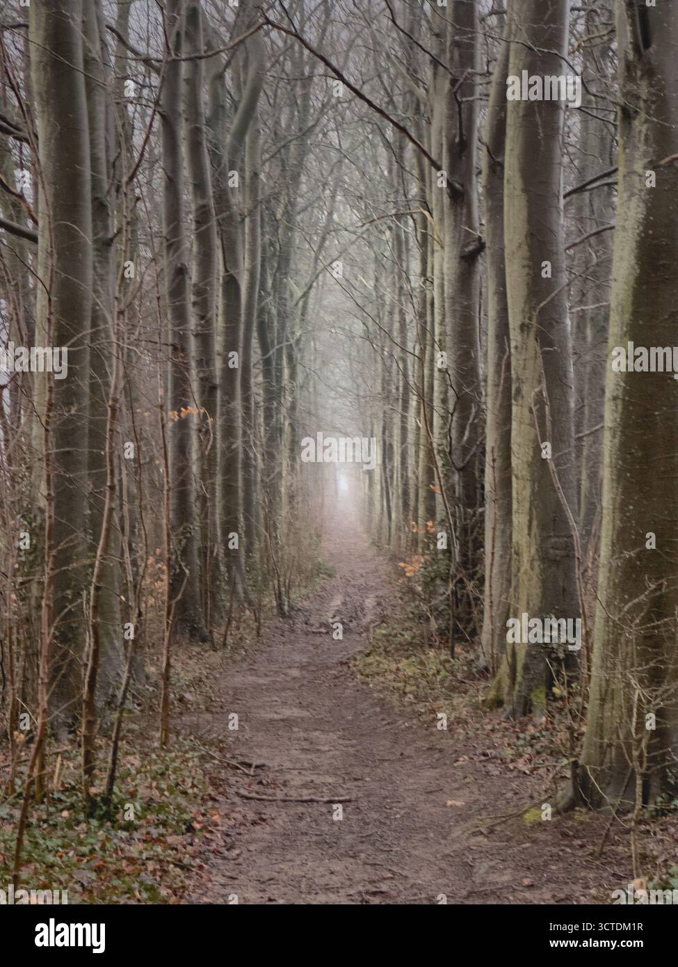 Zone boisée brumeuse près de Cold Aston, Gloucestershire - Image de stock capturée avec un smartphone