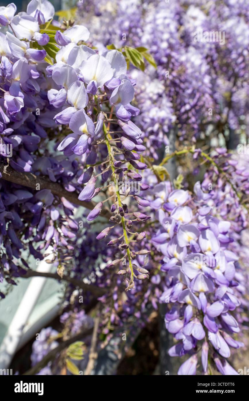 Gros plan de la fleur de Wisteria, une fleur mauve avec des racèmes tombants qui fleurissent sous le soleil d'été. Un brin est focalisé, le reste n'est pas focalisé. Banque D'Images