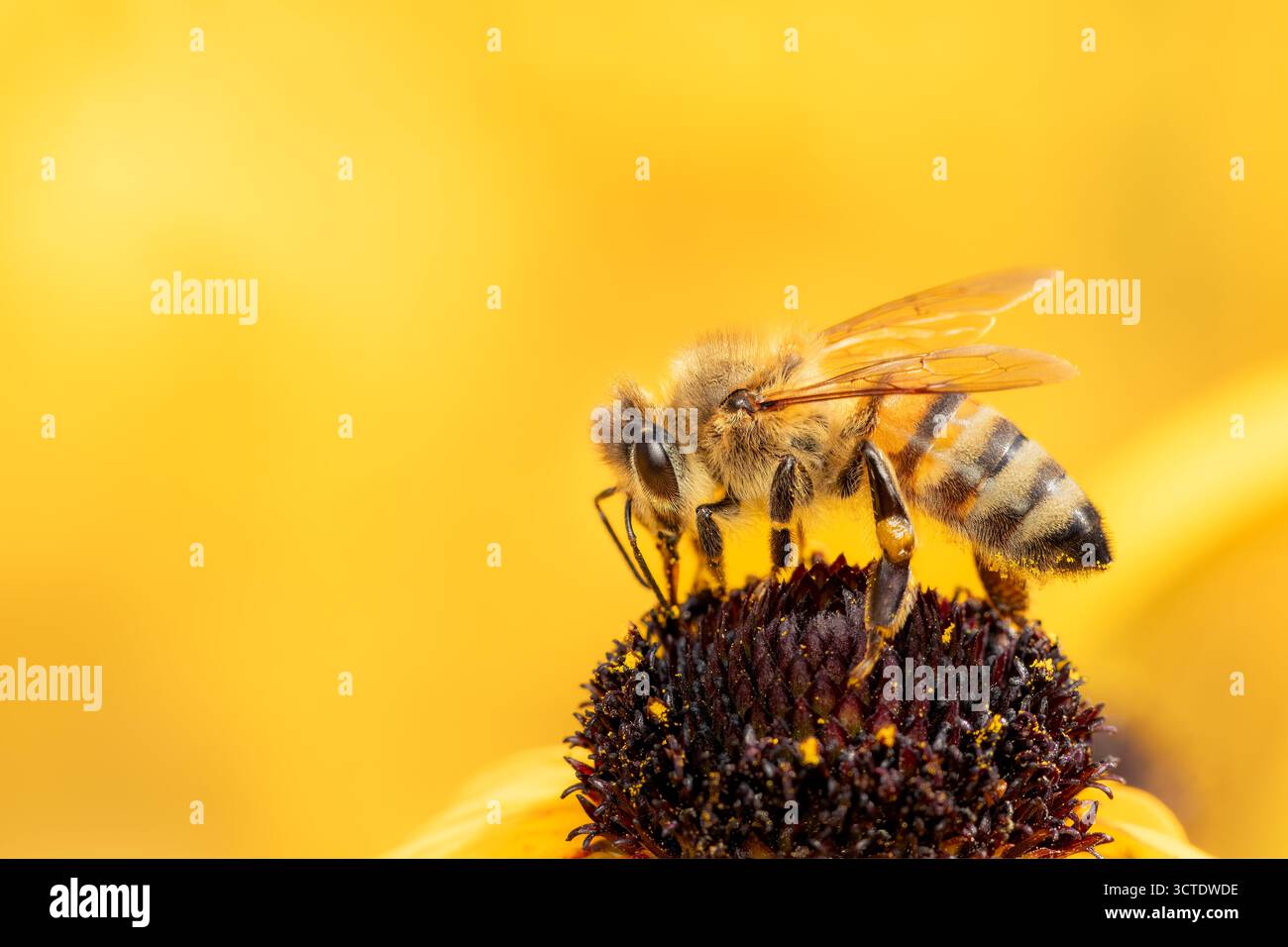 Apis mellifera ou abeille domestique important pollinisateur à la recherche de pollen sur la fleur avec beaucoup d'espace de copie Banque D'Images