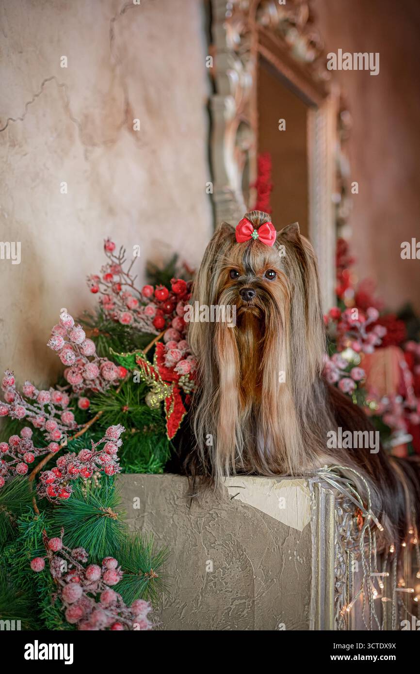 Yorkshire Terrier avec arc rouge assis près des décorations de vacances givrées et miroir orné. Banque D'Images