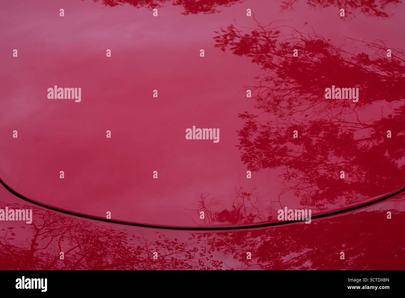 Reflets rouges — branches d'arbre sur le capot. Banque D'Images