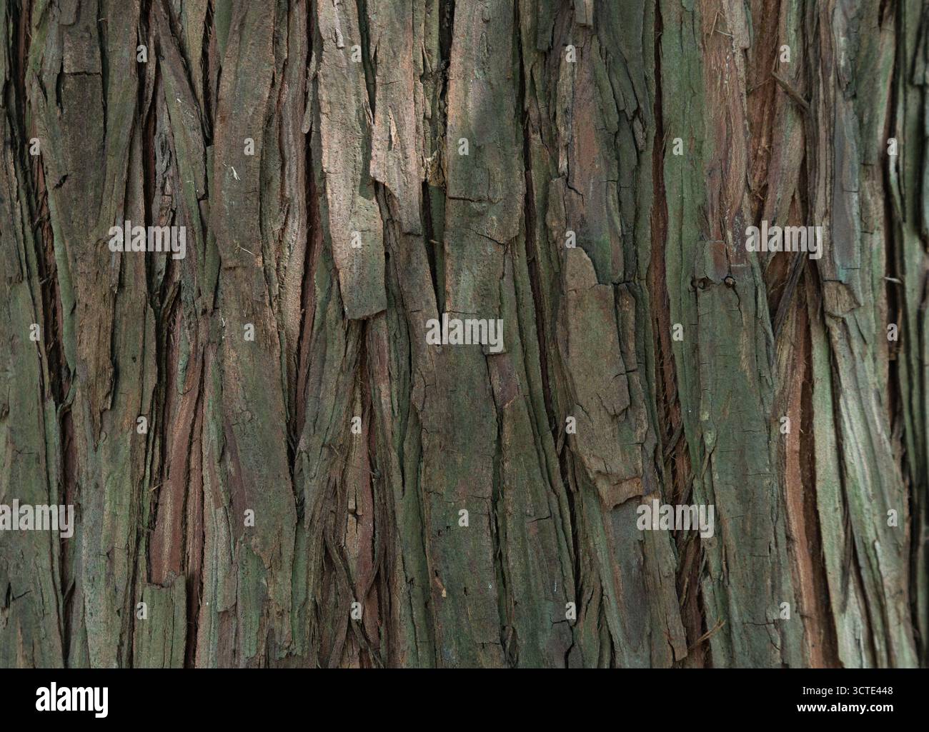 Gros plan sur Wood grain Banque D'Images