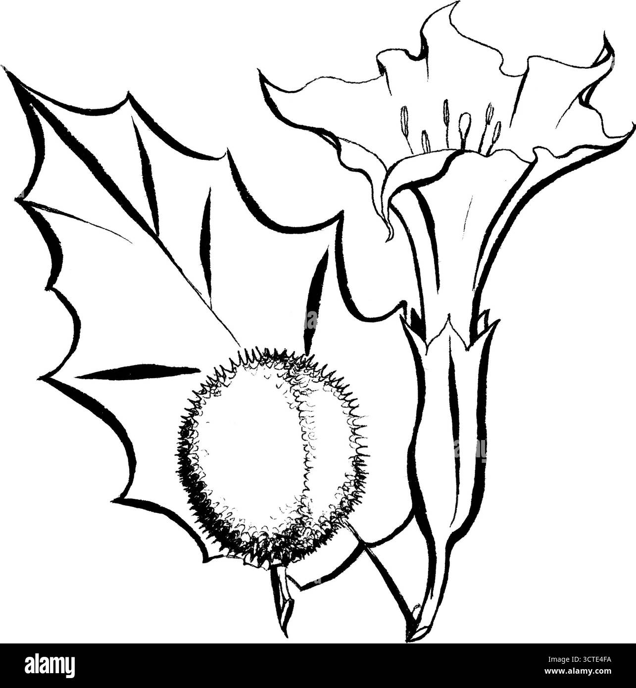 Datura stramonium, épine, dessin à l'encre noire sur blanc Banque D'Images