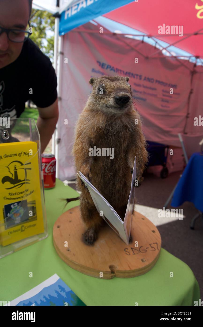 Marmotte de taxidermie exposée au kiosque d'éducation de la faune en plein air Banque D'Images