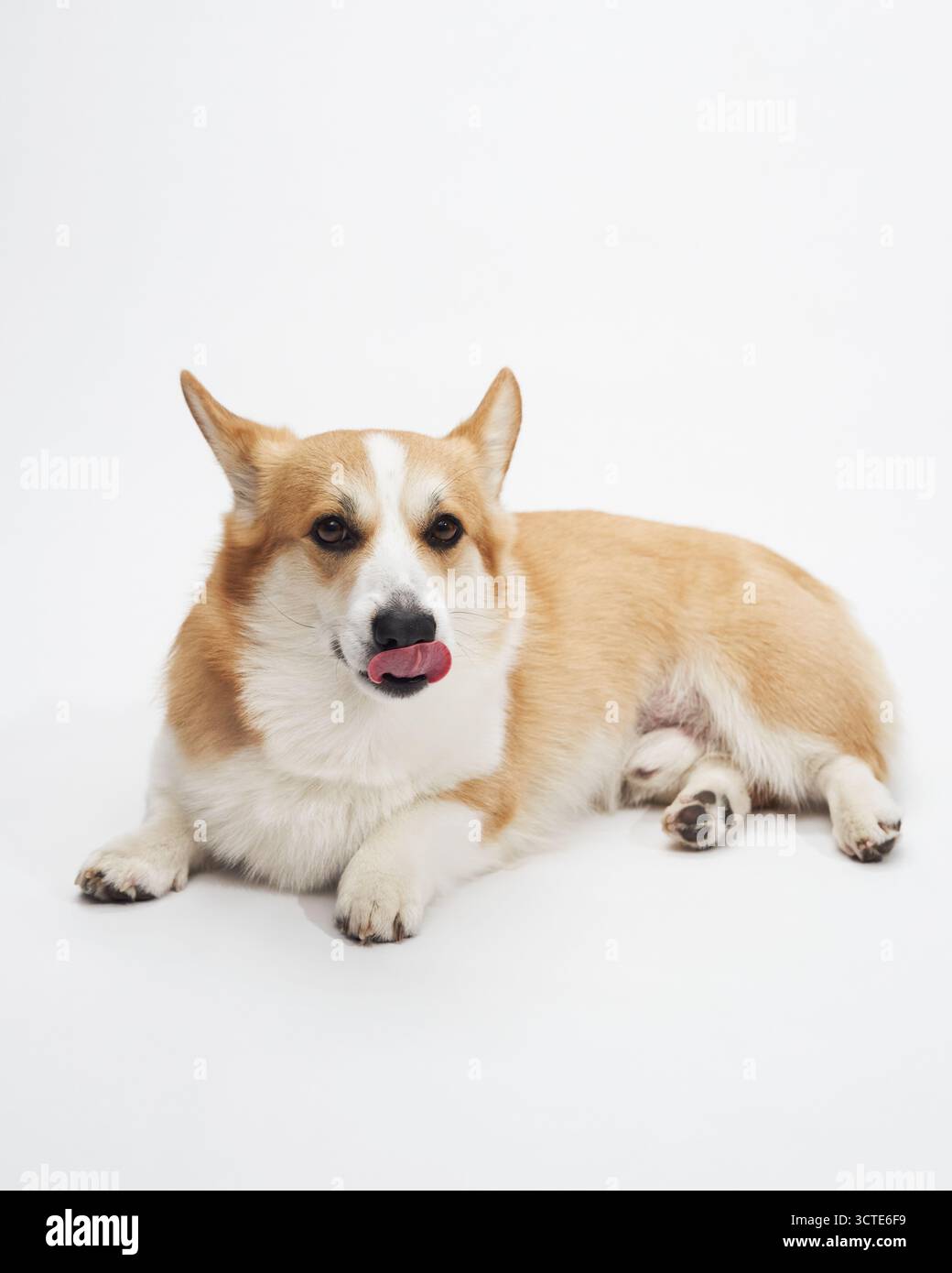 Corgi couché et regardant avec la langue légèrement dehors, scène de studio photo blanc Banque D'Images
