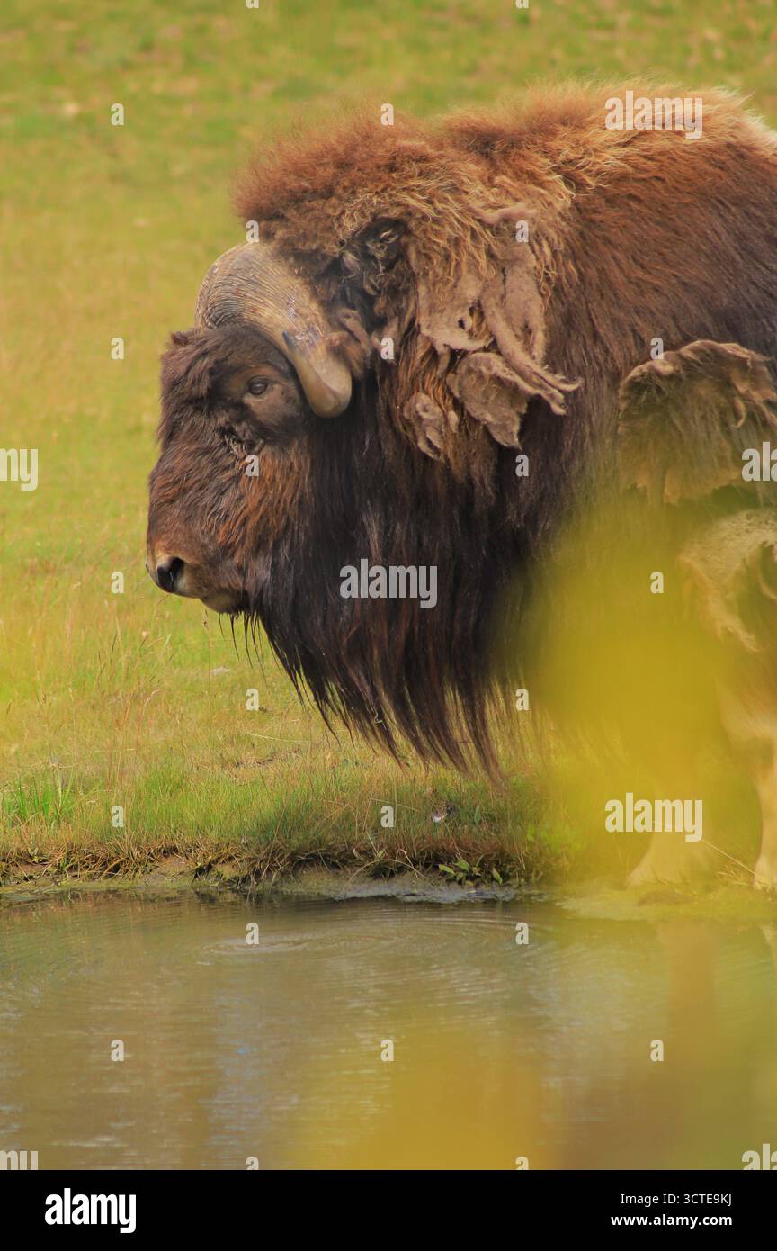 J'ai vu ce boeuf musqué au zoo de Calgary. Banque D'Images