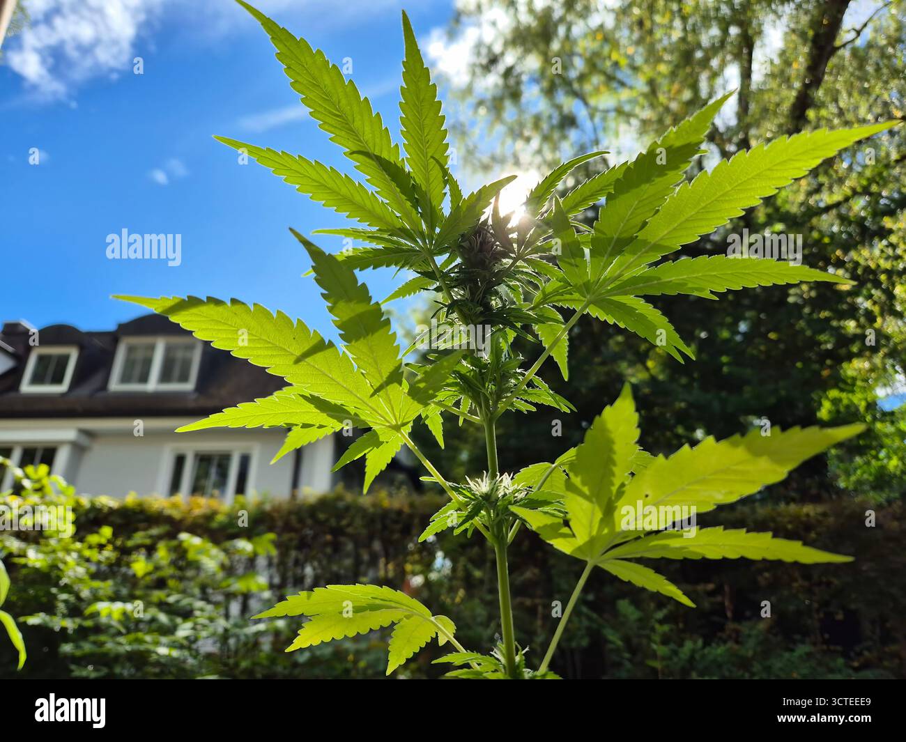 Plante de marijuana poussant sur balcon Banque D'Images