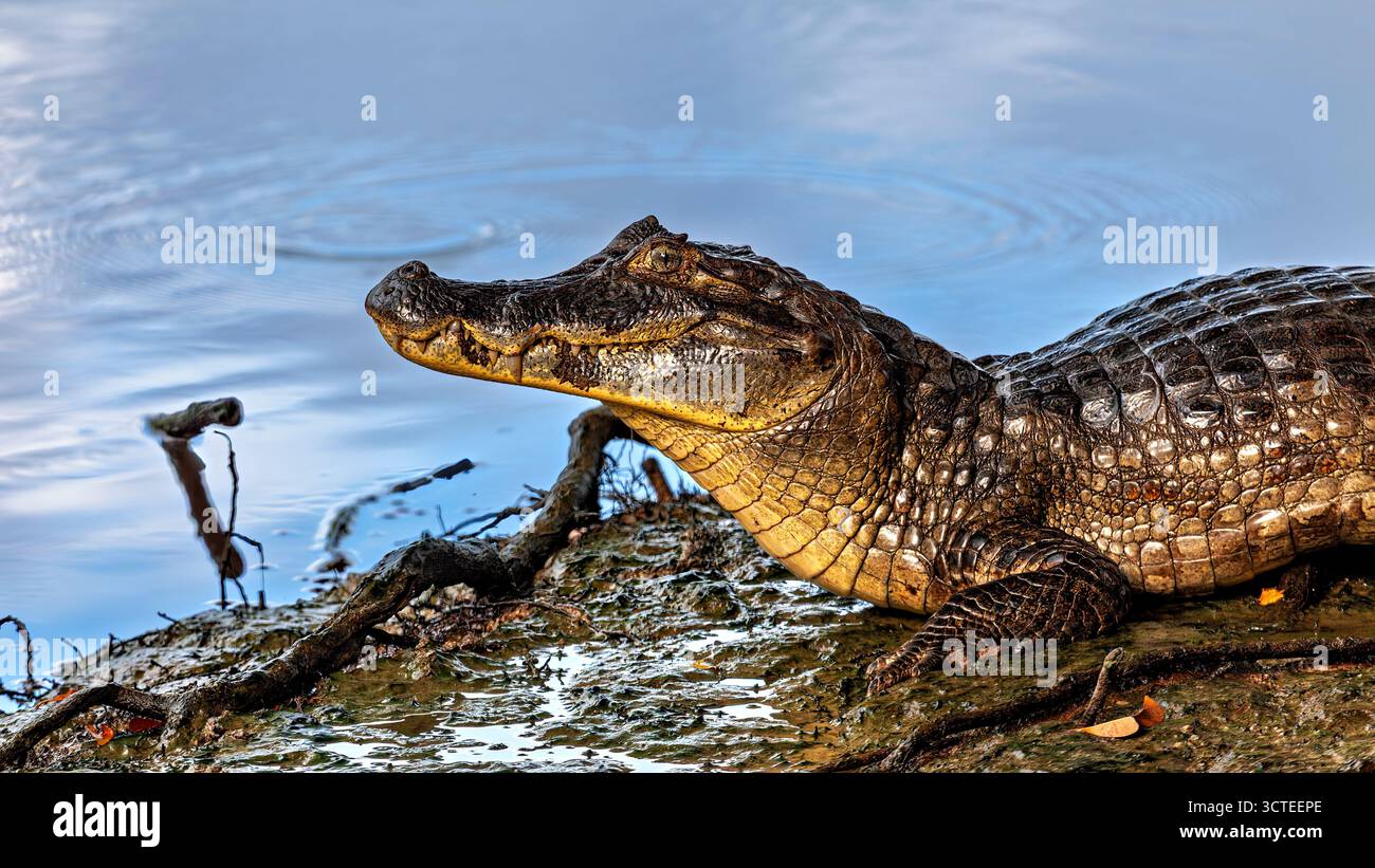 Le caïman noir (Melanosuchus Niger) dans les marais de Pampas en Bolivie Banque D'Images