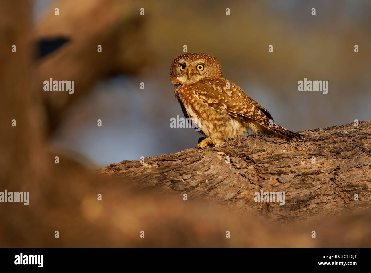 Chouette à taches nacrées - Glaucidium perlatum petit oiseau de proie en Afrique subsaharienne, genre Glaucidium ou chouette pygmée, l'un des plus petits hiboux d'Afrique Banque D'Images