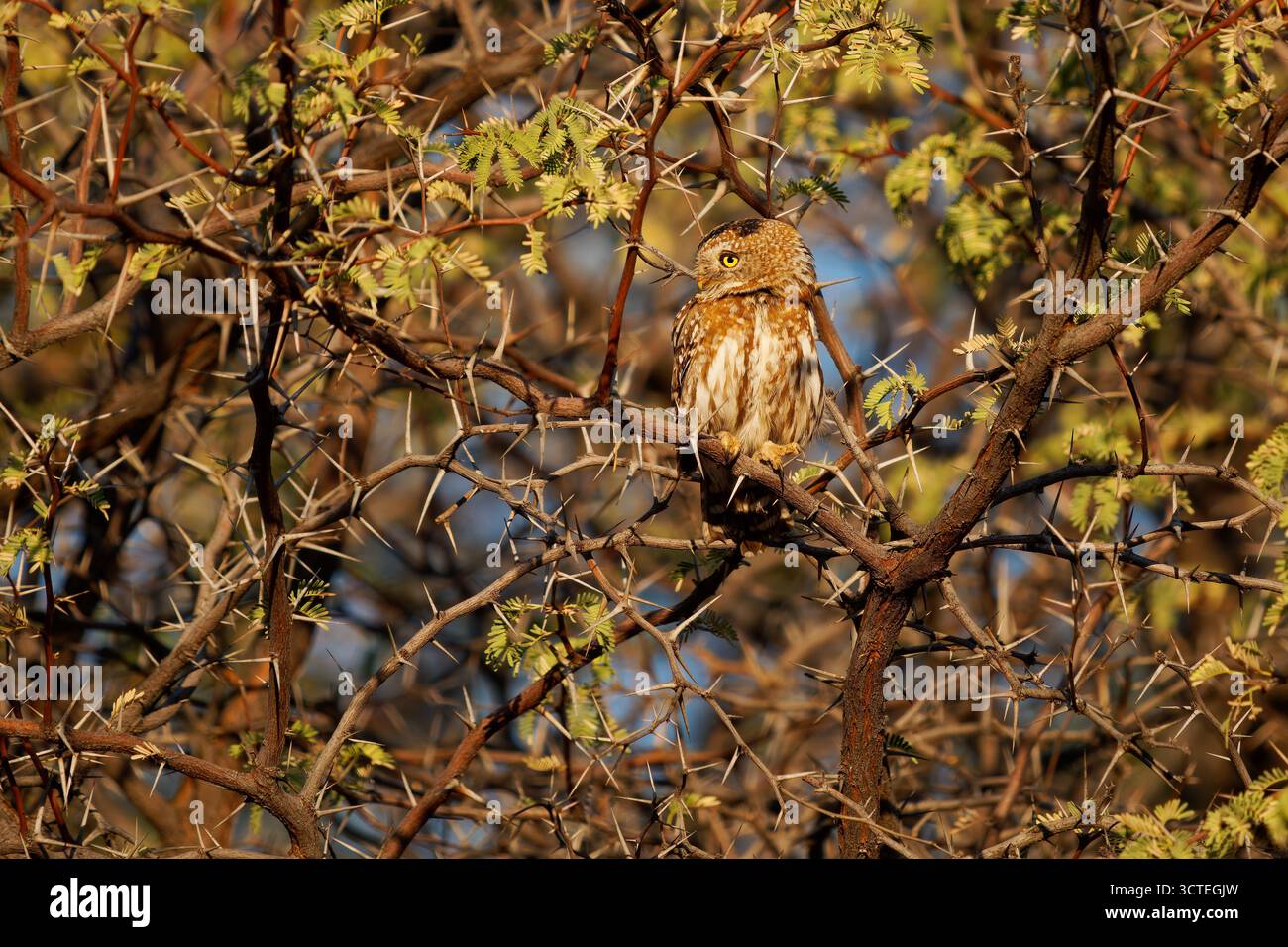 Chouette à taches nacrées - Glaucidium perlatum petit oiseau de proie en Afrique subsaharienne, genre Glaucidium ou chouette pygmée, l'un des plus petits hiboux d'Afrique Banque D'Images