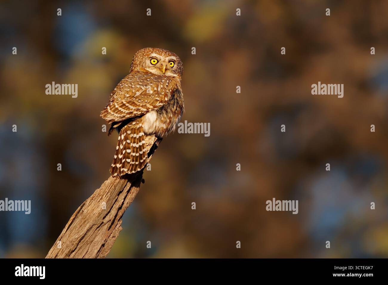 Chouette à taches nacrées - Glaucidium perlatum petit oiseau de proie en Afrique subsaharienne, genre Glaucidium ou chouette pygmée, l'un des plus petits hiboux d'Afrique Banque D'Images