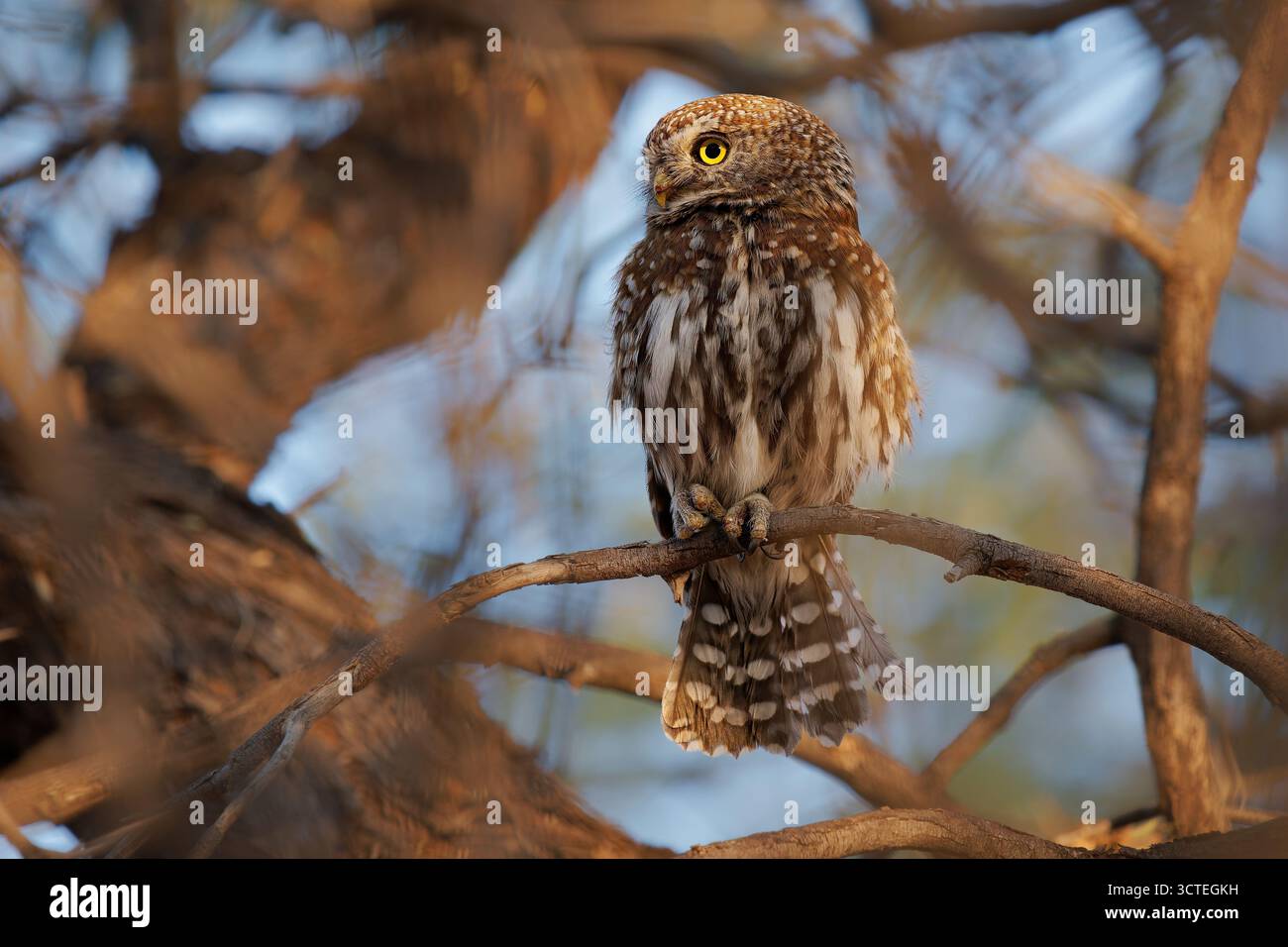 Chouette à taches nacrées - Glaucidium perlatum petit oiseau de proie en Afrique subsaharienne, genre Glaucidium ou chouette pygmée, l'un des plus petits hiboux d'Afrique Banque D'Images