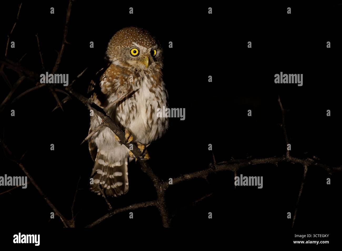 Chouette à taches nacrées - Glaucidium perlatum petit oiseau de proie en Afrique subsaharienne, genre Glaucidium ou chouette pygmée, l'un des plus petits hiboux d'Afrique Banque D'Images