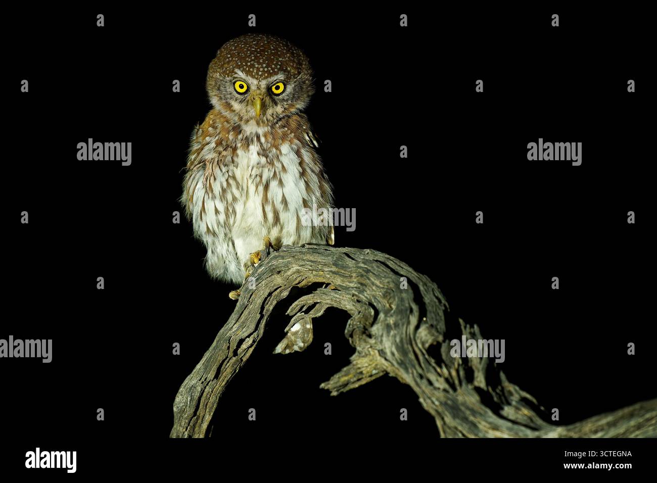 Chouette à taches nacrées - Glaucidium perlatum petit oiseau de proie en Afrique subsaharienne, genre Glaucidium ou chouette pygmée, l'un des plus petits hiboux d'Afrique Banque D'Images
