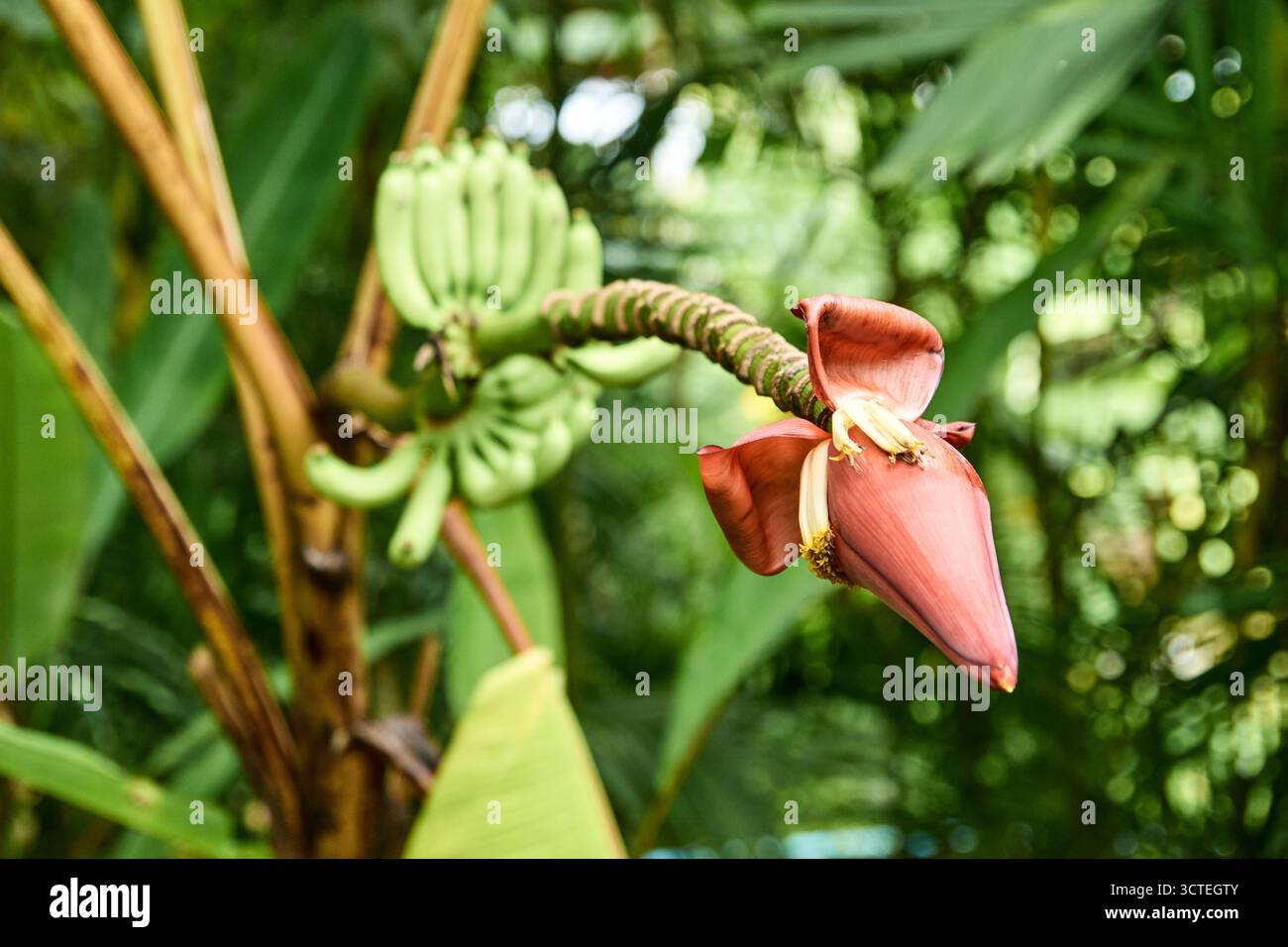 Gros plan de fleur de banane et de jeunes bananes vertes sur une banane tropicale dans la jungle luxuriante. Banque D'Images