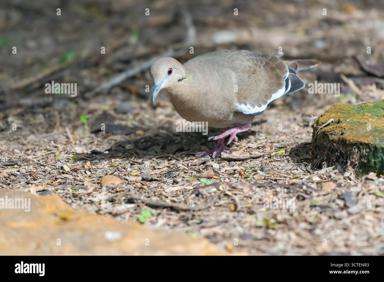 Colombe aux ailes blanches (Zenaida asiatica). Réserve naturelle nationale de Santa Ana. Texas. ÉTATS-UNIS Banque D'Images Colombe aux ailes blanches (Zenaida asiatica). Réserve naturelle nationale de Santa Ana. Texas. ÉTATS-UNIS Banque D'Images