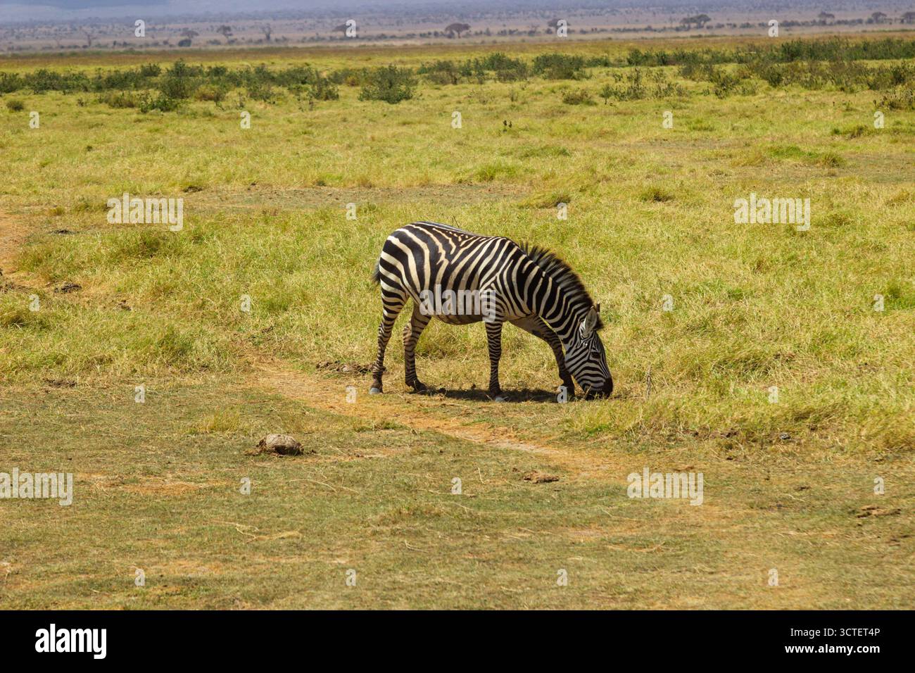 Un zèbre pèle dans le parc national d'Amboseli, au Kenya. Il mange de l'herbe dans la savane ouverte. Banque D'Images