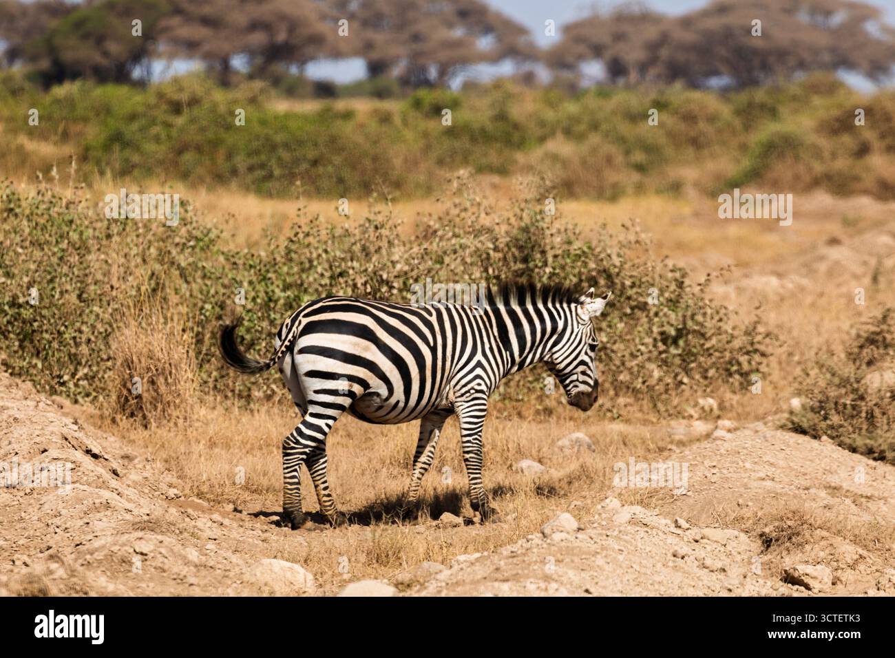 Un zèbre pèle dans le parc national d'Amboseli, au Kenya. C'est chercher de la nourriture dans le paysage sec et herbeux. Banque D'Images