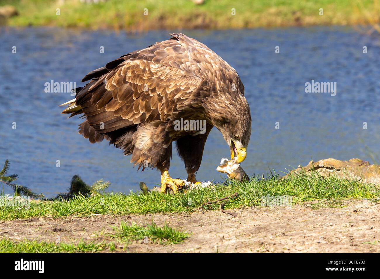 Un aigle à queue blanche affamé déchire sa proie et profite de son dîner. Mieux vaut ne pas déranger. Banque D'Images