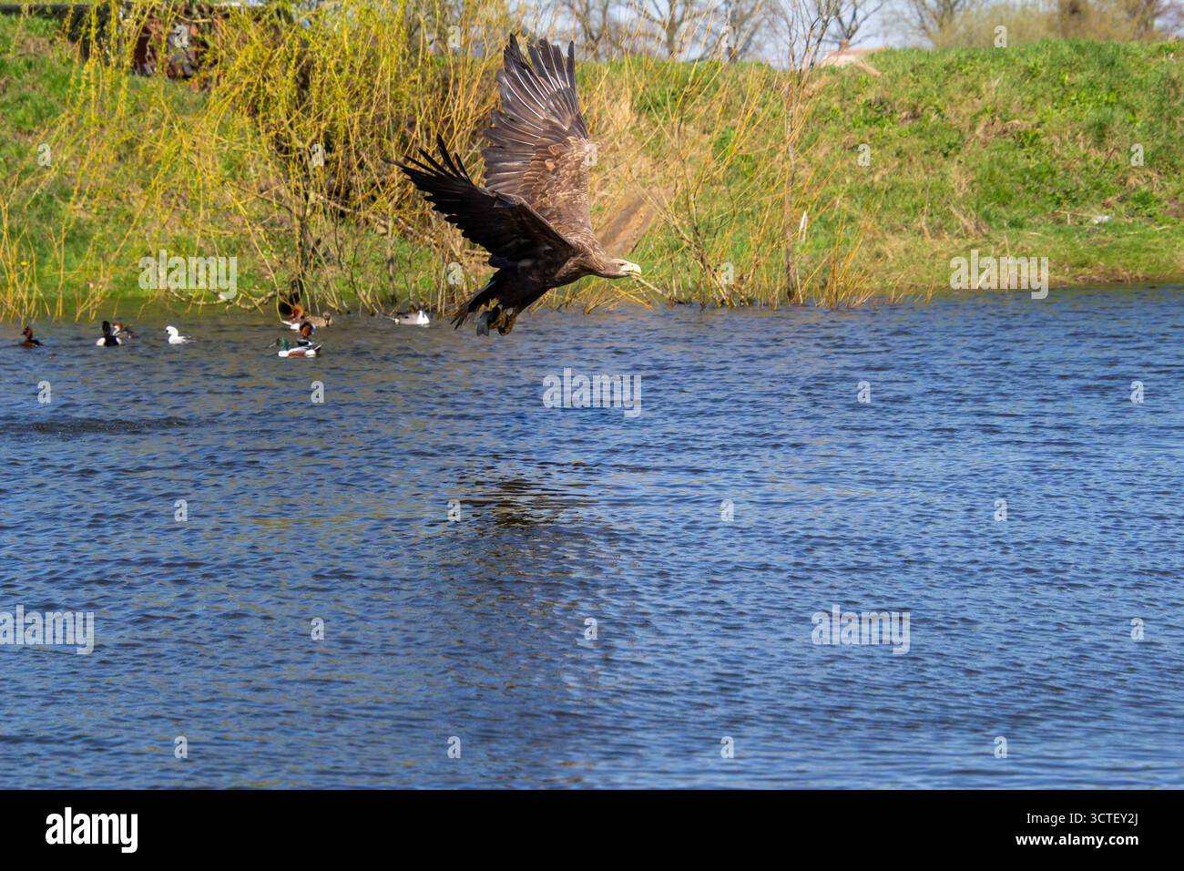 Aigle à queue blanche affamé plongeant et attrapant des poissons hors de l'eau. Banque D'Images