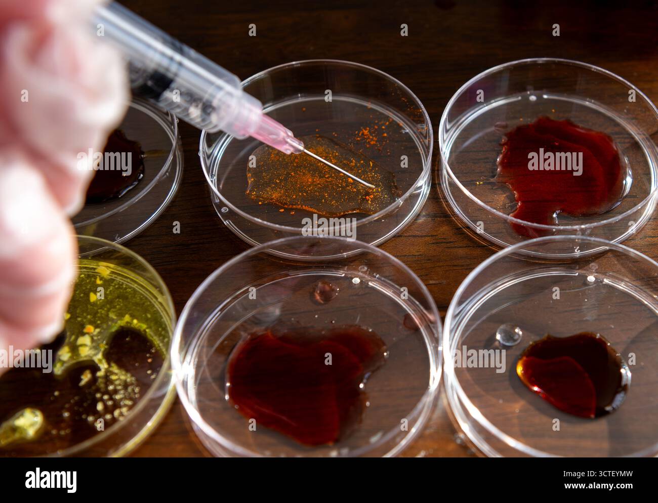 Gros plan d'un chercheur de laboratoire utilisant une seringue pour injecter des échantillons dans des boîtes de Pétri disposées en rangées sur un plateau de table. Banque D'Images