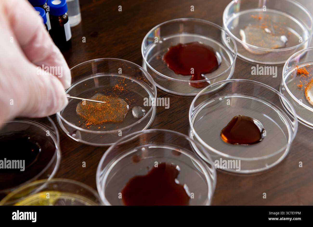 Chercheur dans une expérience de laboratoire utilisant une aiguille pour mélanger des échantillons dans des boîtes de Pétri disposées en rangées sur un plateau de table. Banque D'Images