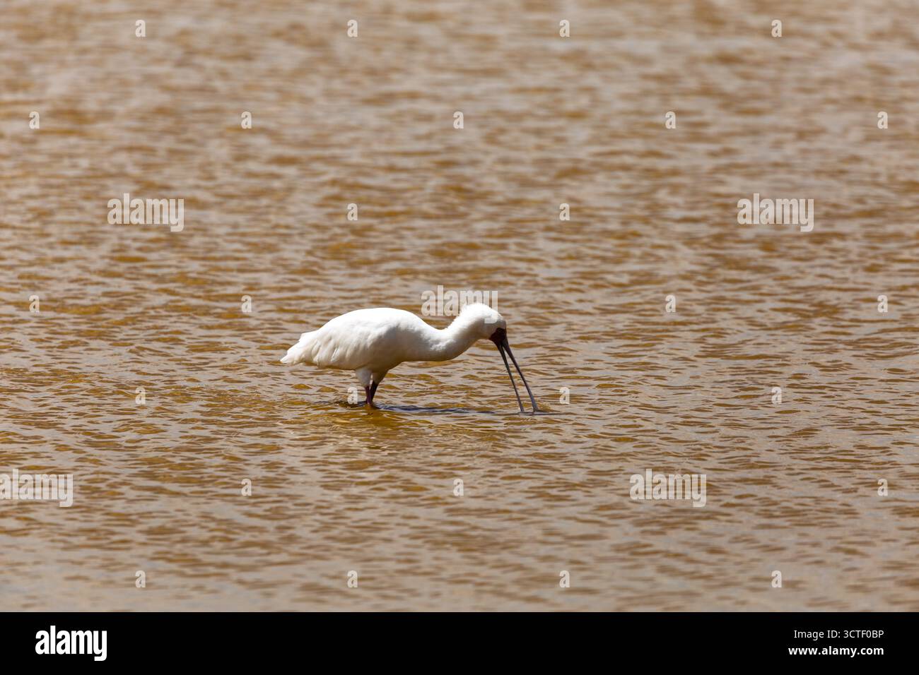 Un bec de cuillère africain patère dans l'eau, cherchant de la nourriture dans le parc national d'Amboseli, au Kenya. Banque D'Images