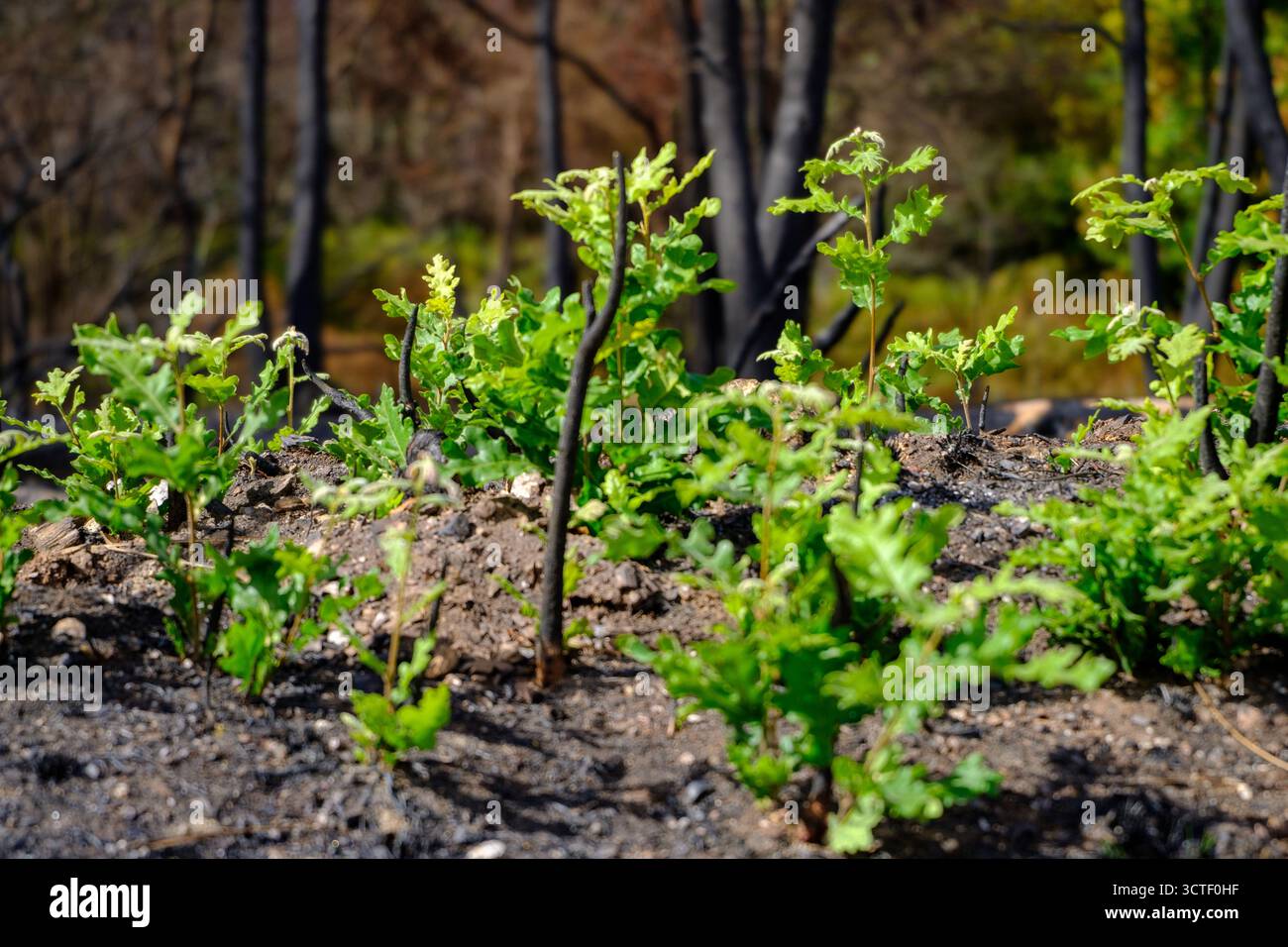 Une plante survivante parmi un arbre carbonisé le concept d'un nouveau commencement Banque D'Images