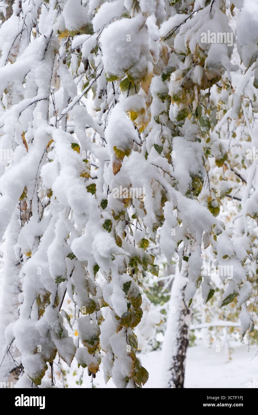Neige sur les branches arbre de bouleau dans la forêt Banque D'Images