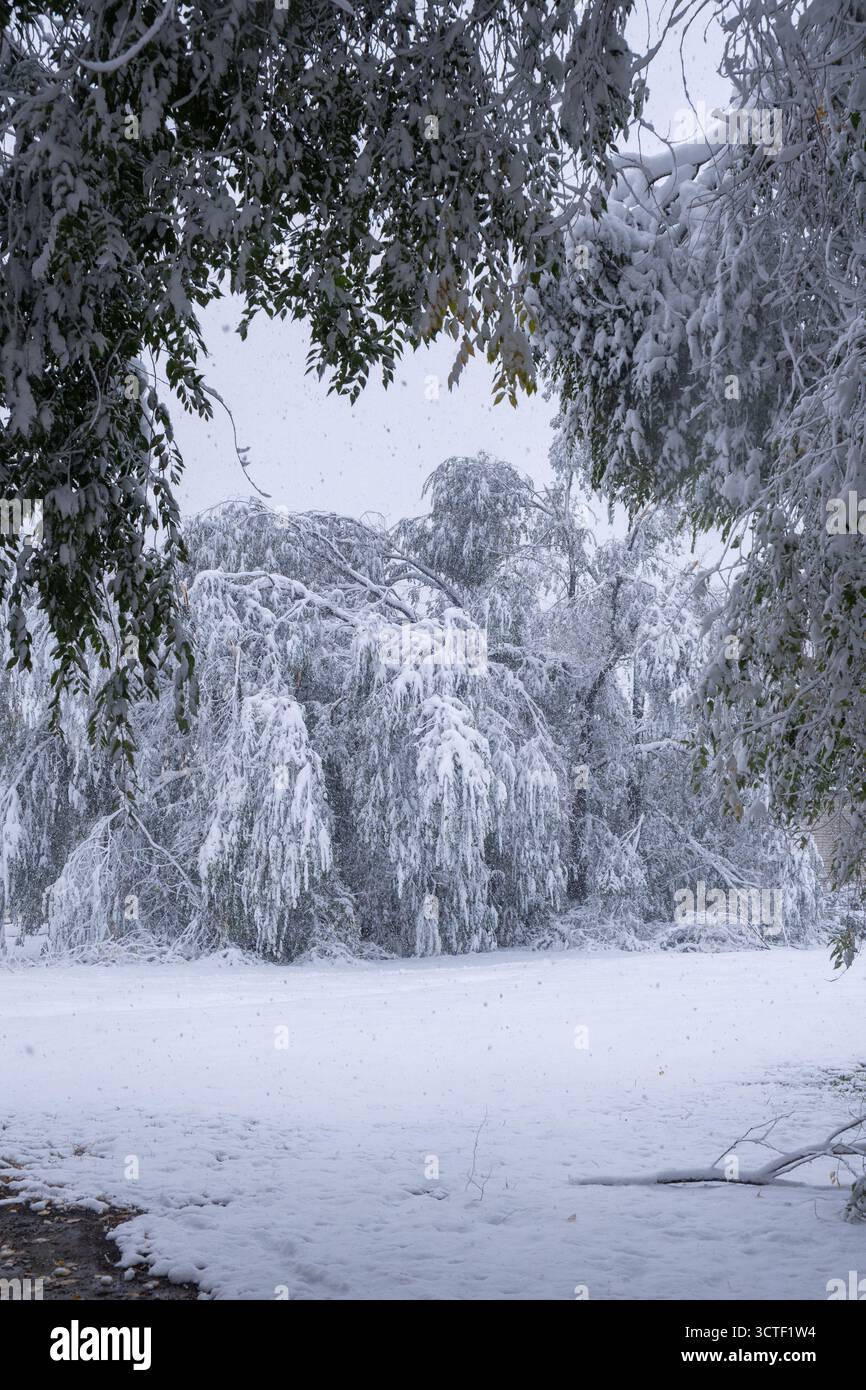 Arbres couverts de neige dans le parc le jour froid d'hiver. Conte de fées hivernal Banque D'Images