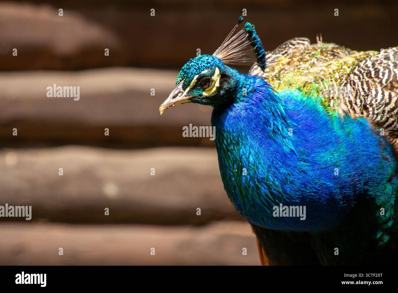 Oiseau de paon coloré à plumes, regardant la caméra. Banque D'Images