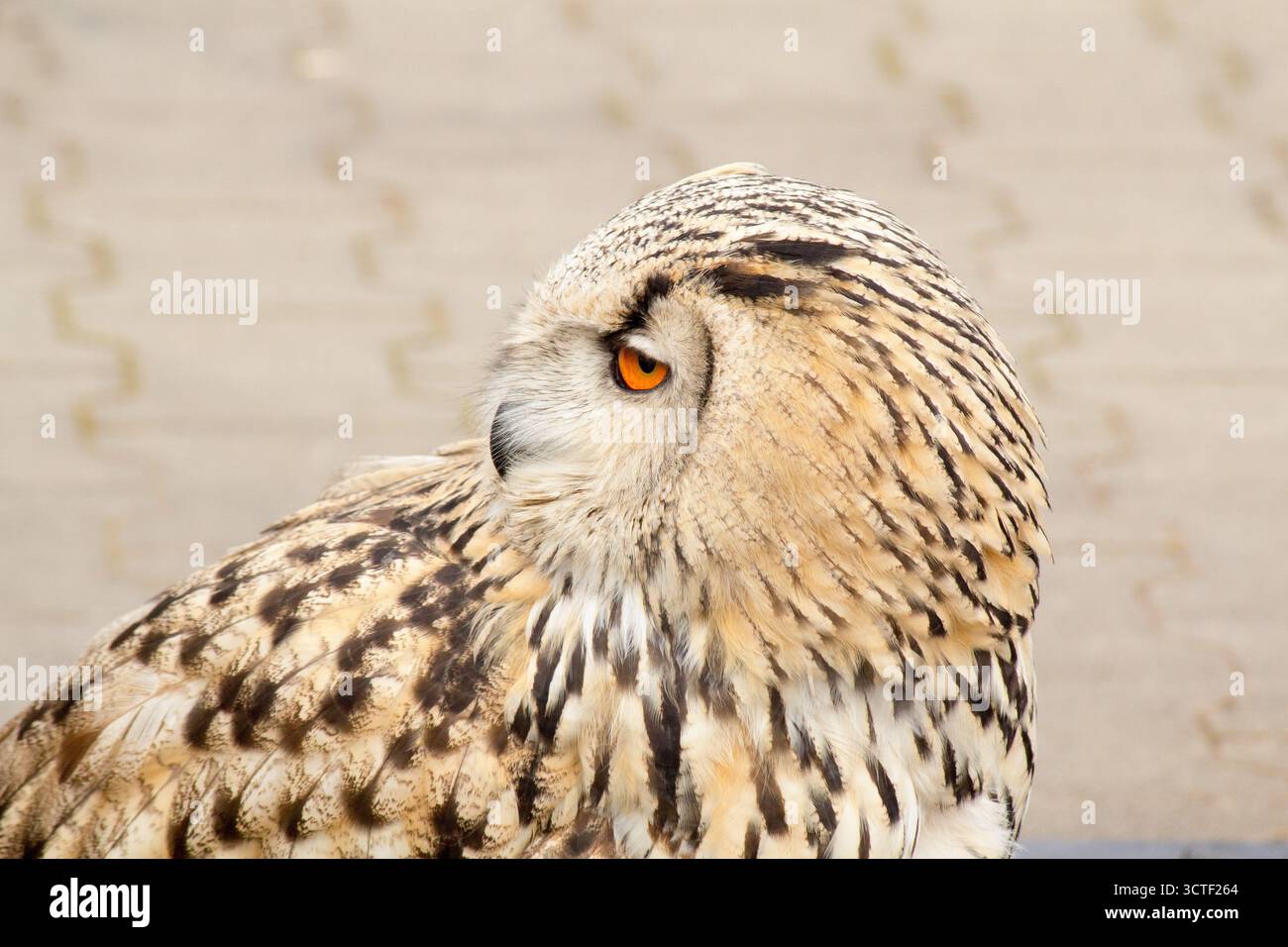 Portrait d'un hibou oohoo ou hibou aigle. Ce bel oiseau de proie est aussi appelé un Bubo Bubo Banque D'Images