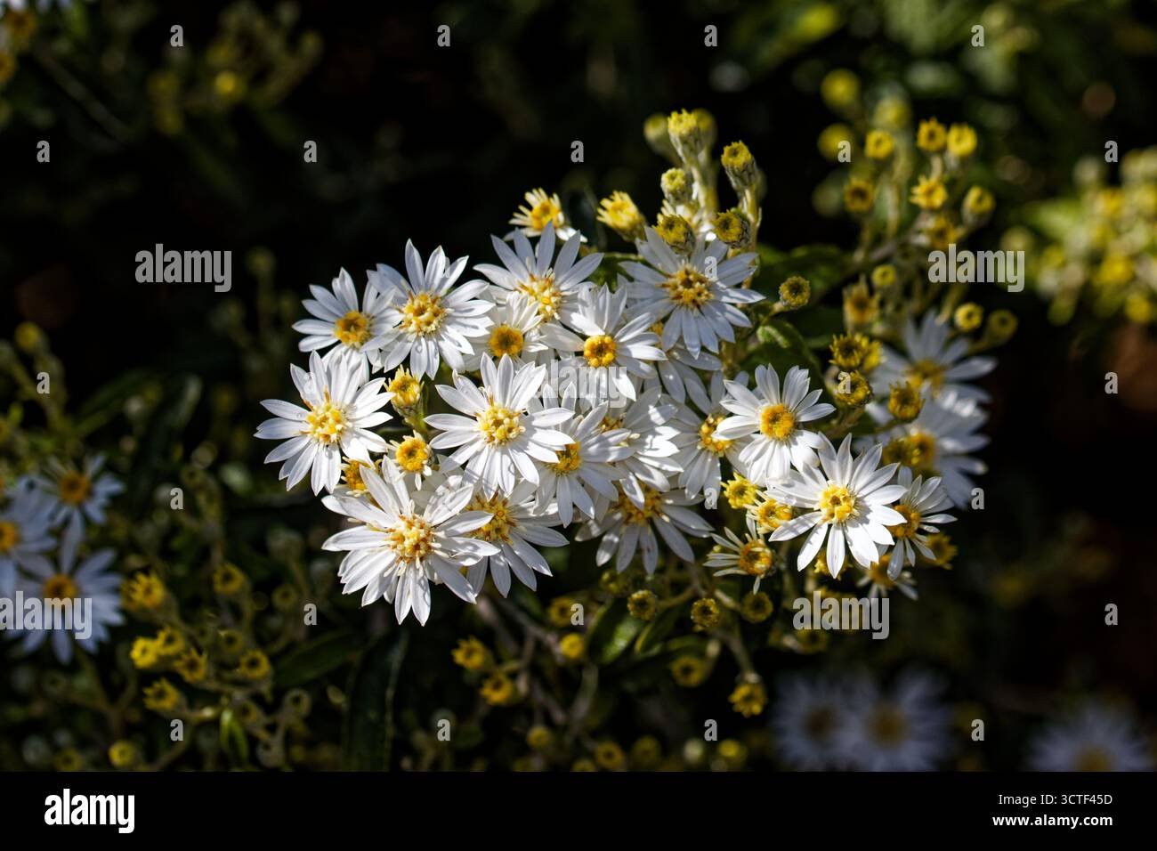 Felicia amelloides, la brousse bleue ou felicia bleue, est une plante velue, douce, généralement pérenne, à feuilles persistantes, dans la famille des Asteraceae. Banque D'Images Felicia amelloides, la brousse bleue ou felicia bleue, est une plante velue, douce, généralement pérenne, à feuilles persistantes, dans la famille des Asteraceae. Banque D'Images